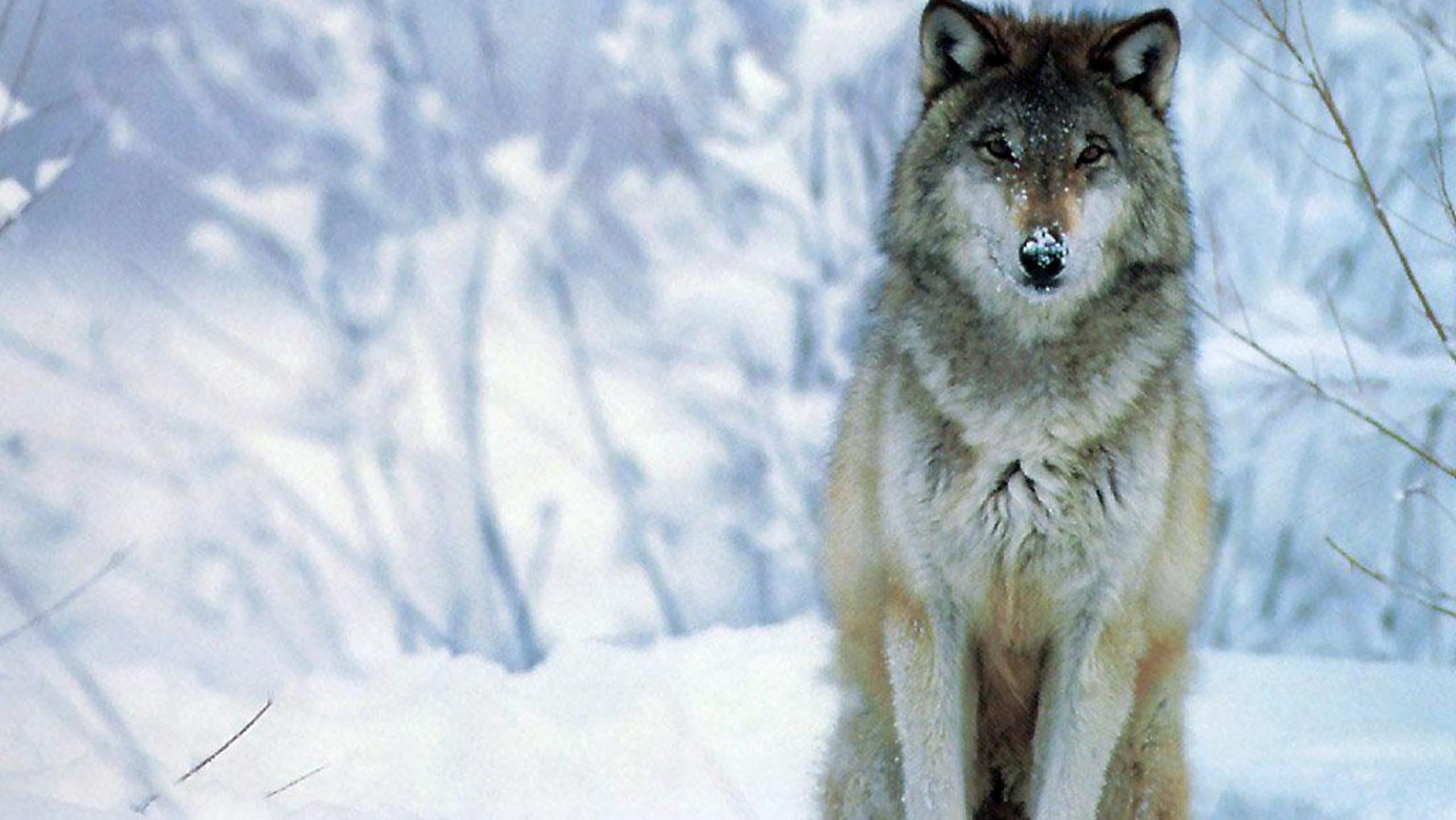 Wolf Wallpaper Snow - HD Wallpaper 