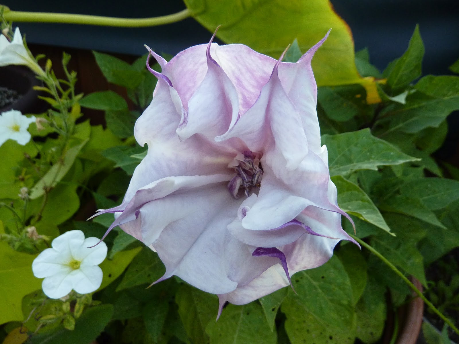 Impatiens - HD Wallpaper 