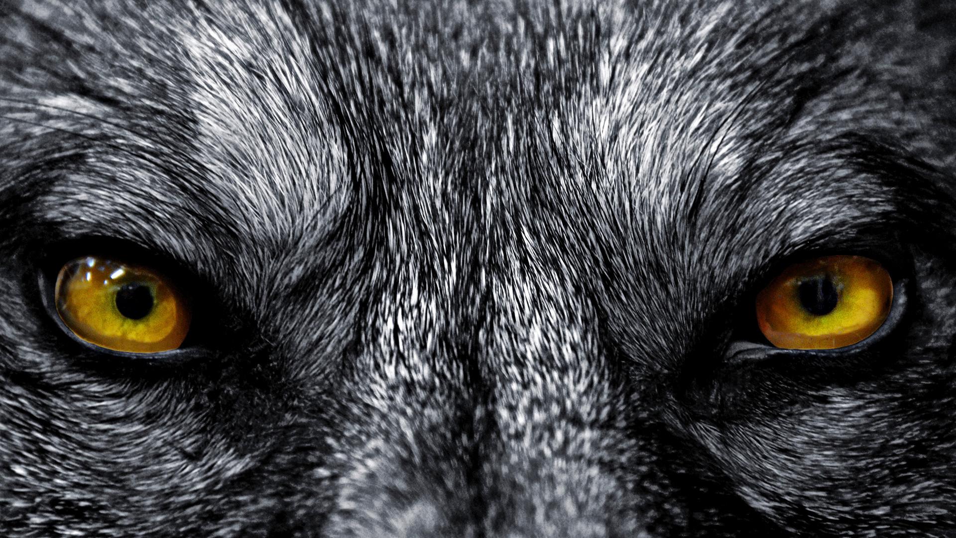 Scary Wolf Wallpaper - Wolf Eyes Wallpaper Hd - HD Wallpaper 