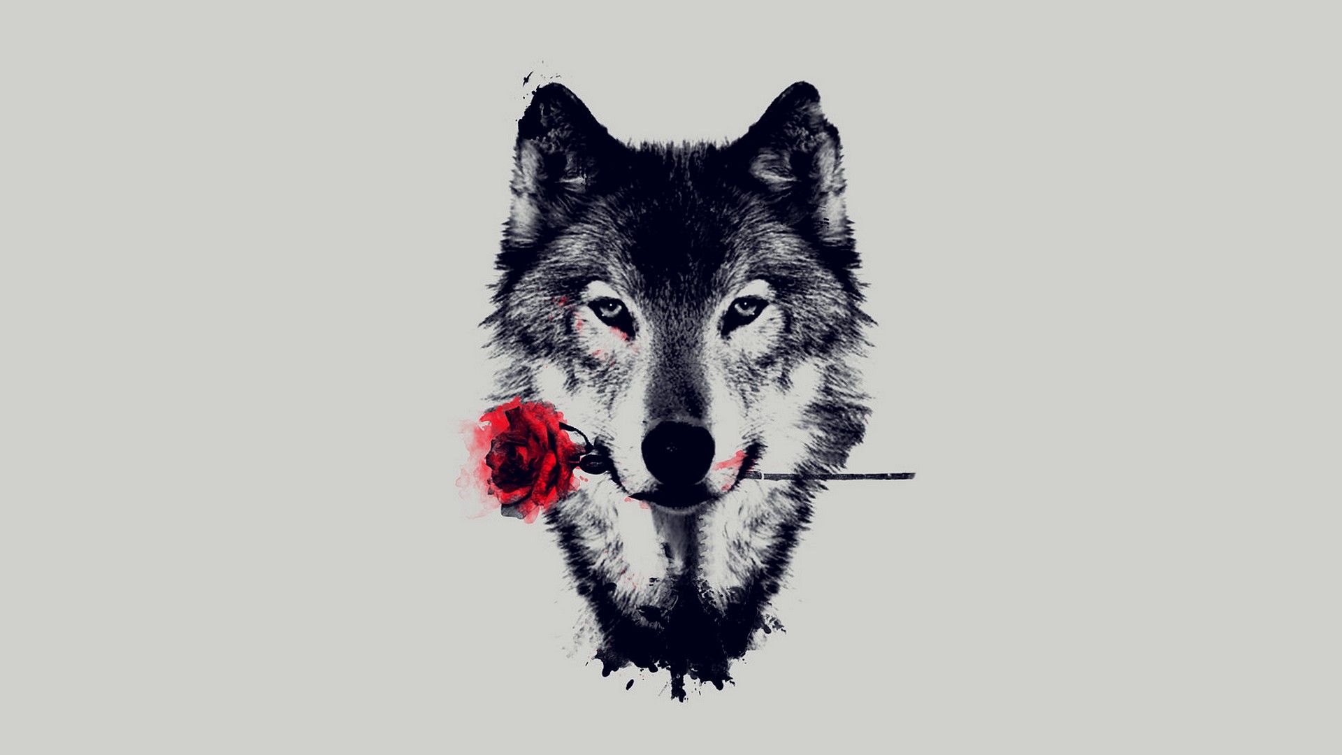 Cool Wolf Hd Wallpaper - Wolf Holding A Rose - HD Wallpaper 