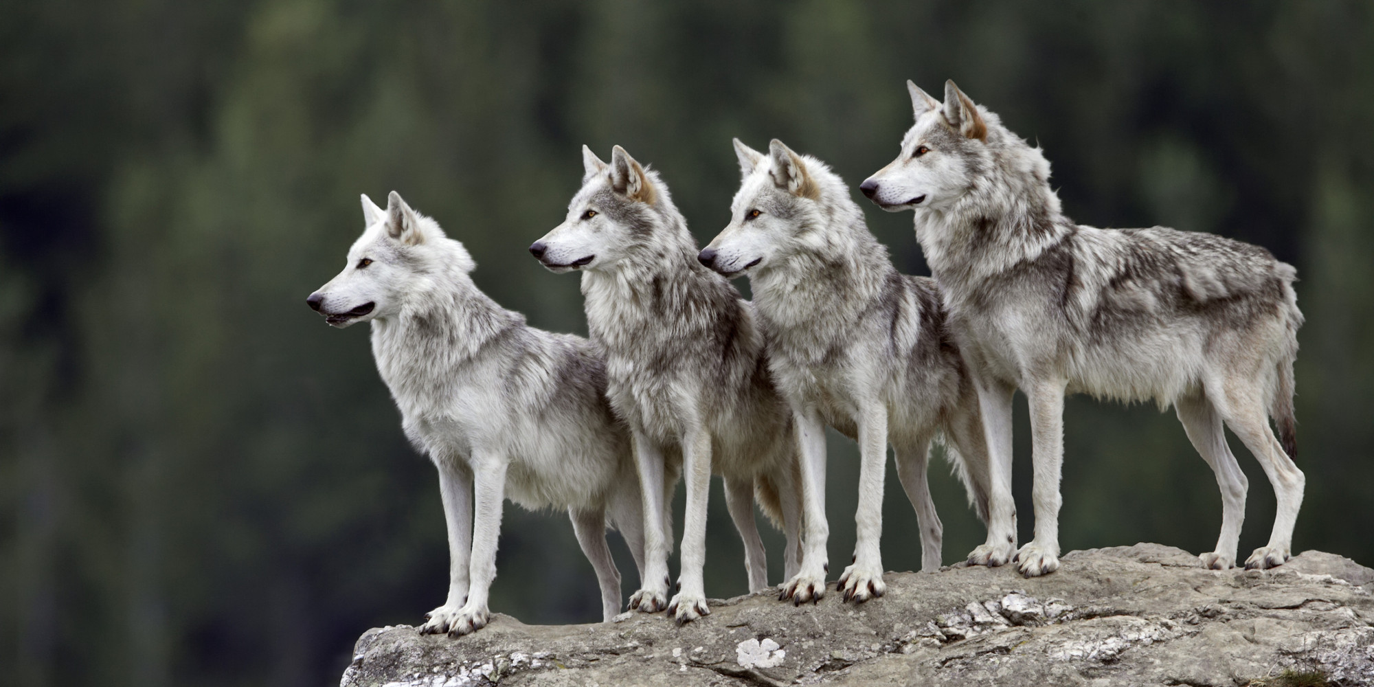 Wolf Wallpaper - HD Wallpaper 