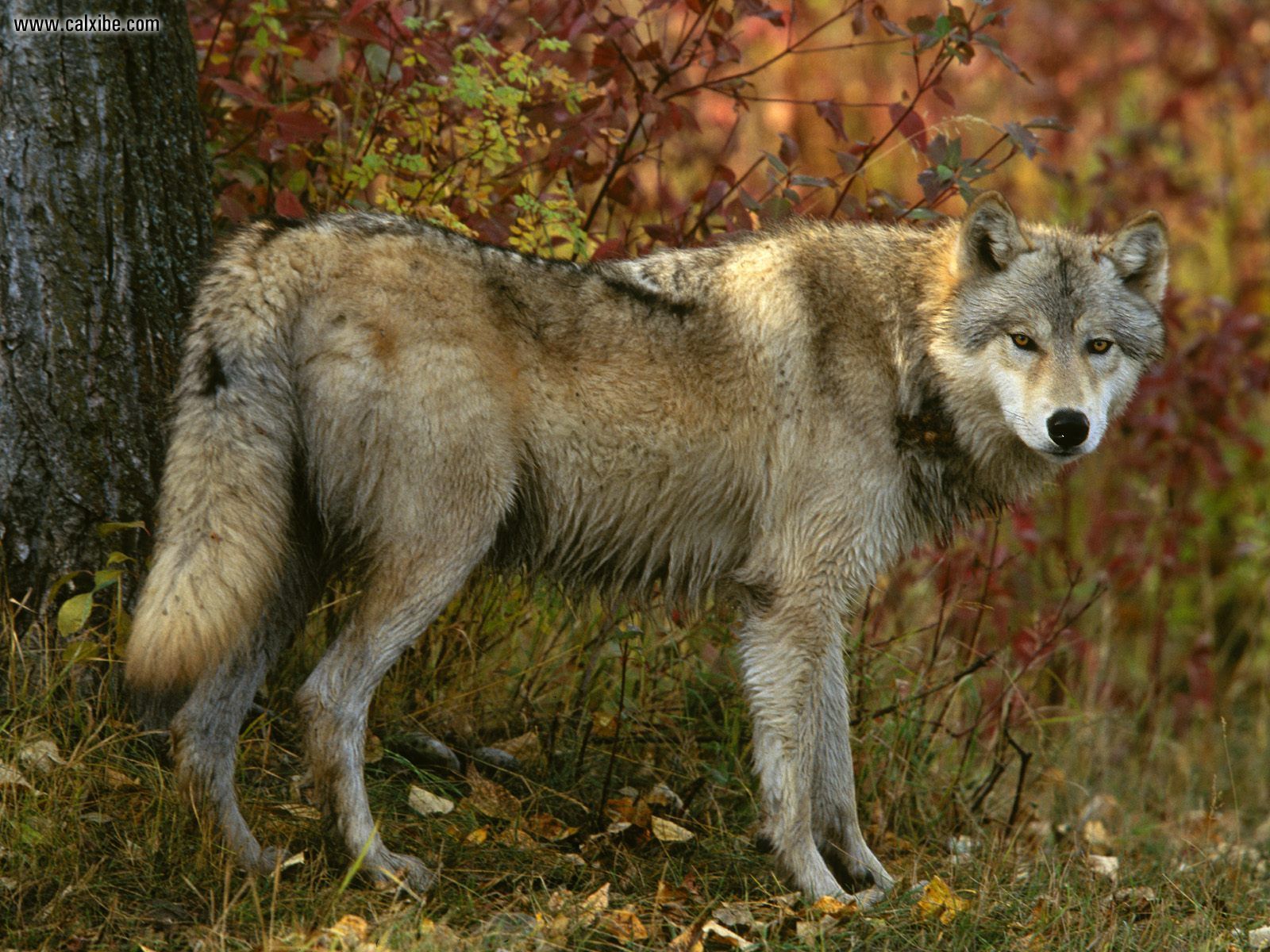 Grey Wolf Wallpaper - HD Wallpaper 