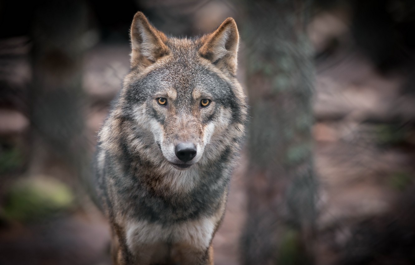 Photo Wallpaper Look, Portrait, Predator, Grey Wolf - Free High Resolution Wolf - HD Wallpaper 