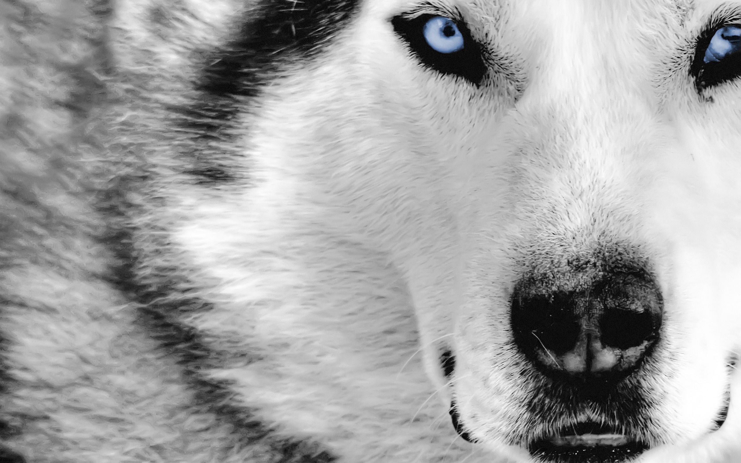 Hd Wallpapers Wolf - HD Wallpaper 