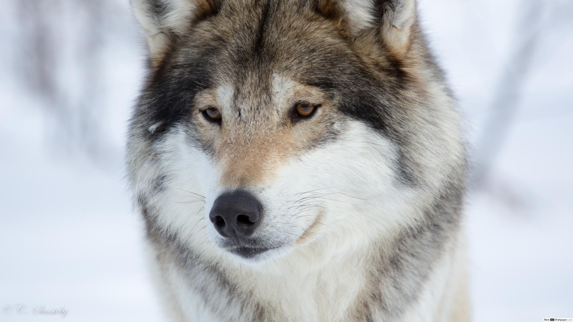 Всем Тем Кто Мне Желает Зла Добра Вам Слышите Добра - HD Wallpaper 