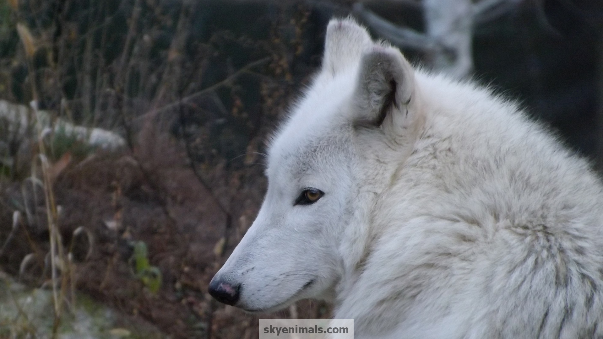 Canis Lupus Tundrarum - HD Wallpaper 