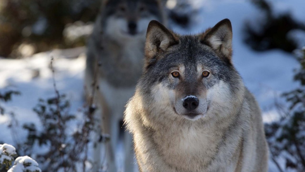 Grey Wolf Background - HD Wallpaper 