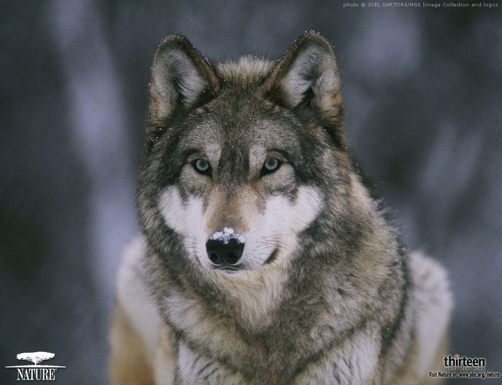 Best Images About Wolves On Pinterest Gray Wolf, Wallpapers - Ultra Hd Wolf High Resolution - HD Wallpaper 