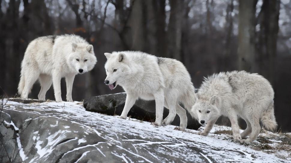 White Wolf, Wolves, Animals, Winter, Snow Wallpaper,white - HD Wallpaper 