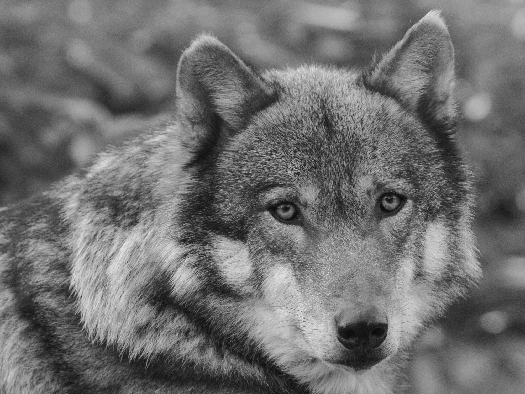 Black And White Wolf 30 Desktop Background - Black And White Animal Pictures Wolf - HD Wallpaper 