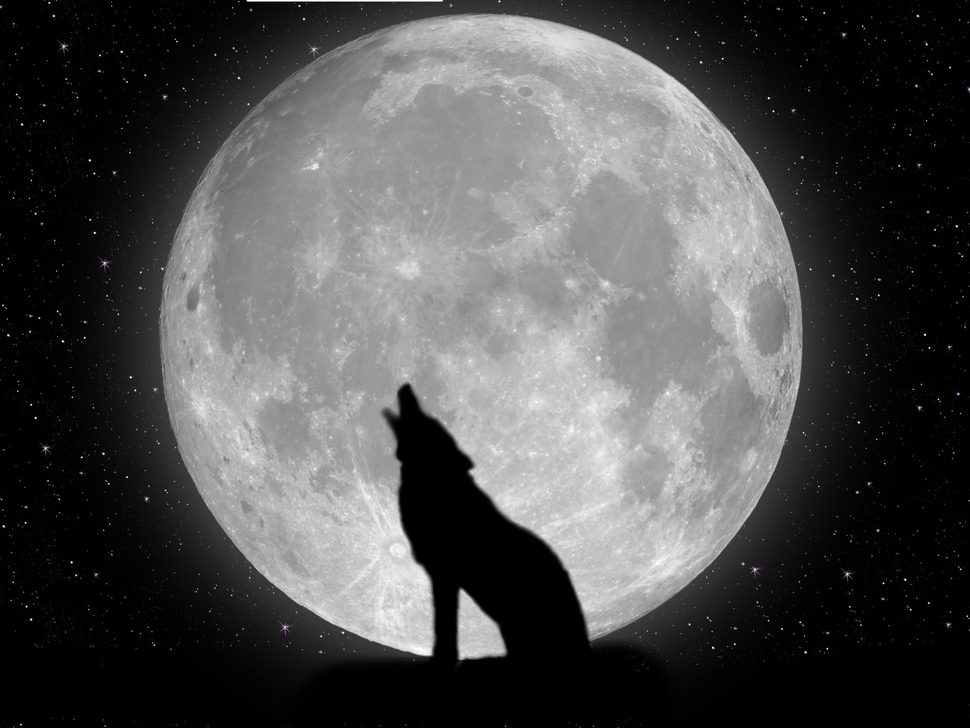 Nite Wolf - HD Wallpaper 