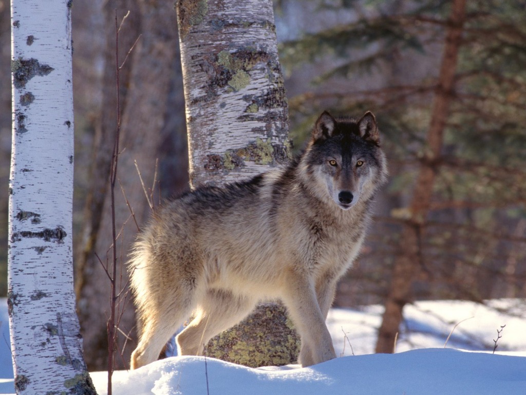 North America Grey Wolf - HD Wallpaper 