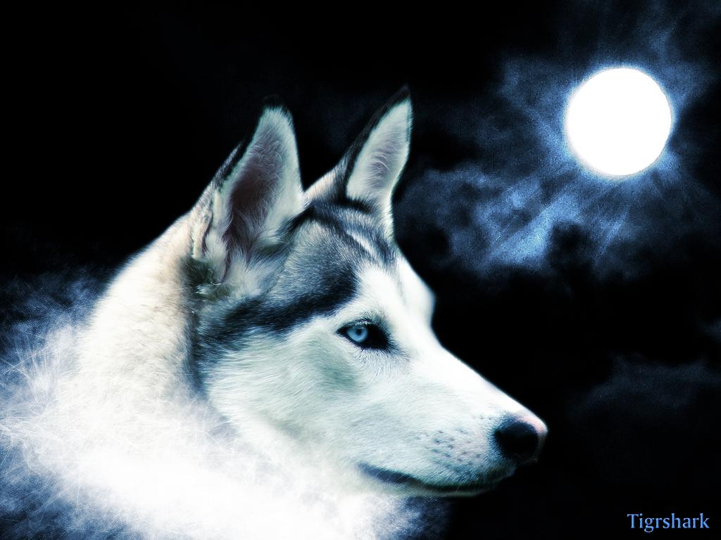 Beautiful Wolf Wallpapers - Lobos Siberianos Para Fondo De Pantalla - HD Wallpaper 