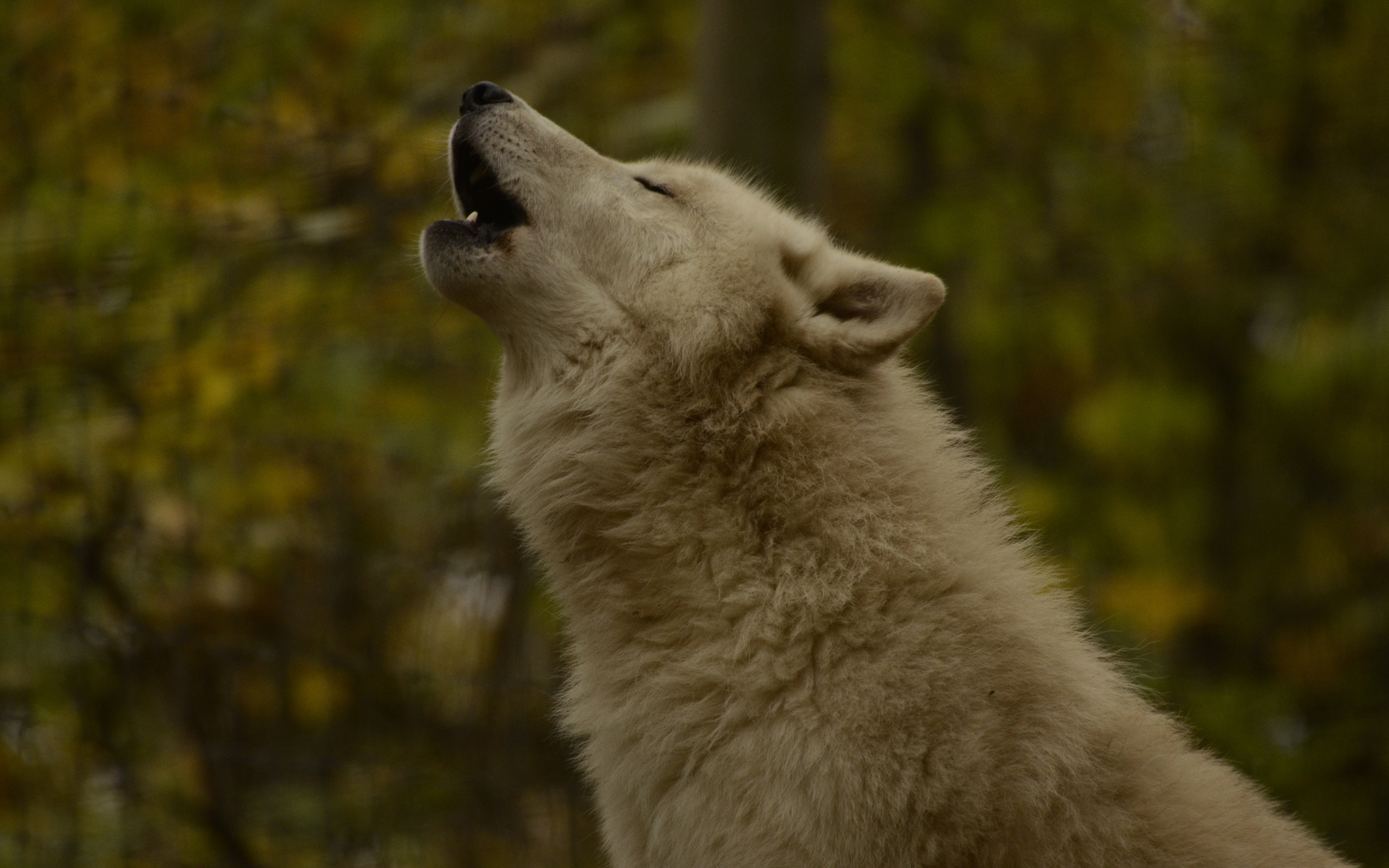 Canis Lupus Tundrarum - HD Wallpaper 