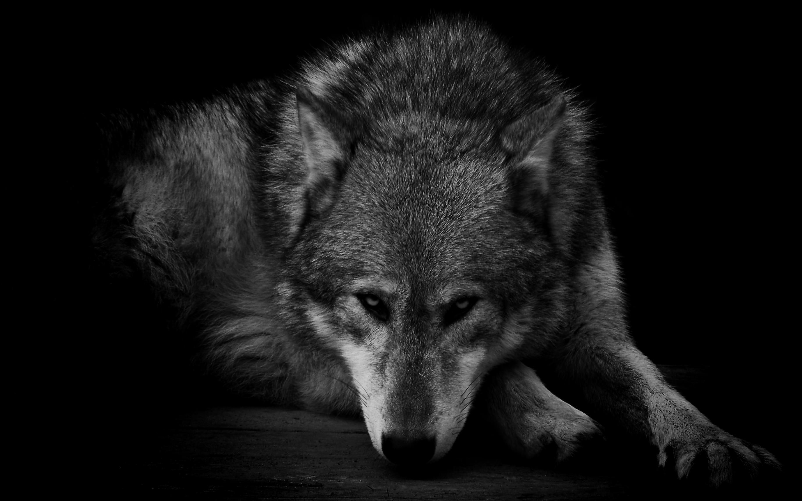 Grayscale Wolf - HD Wallpaper 