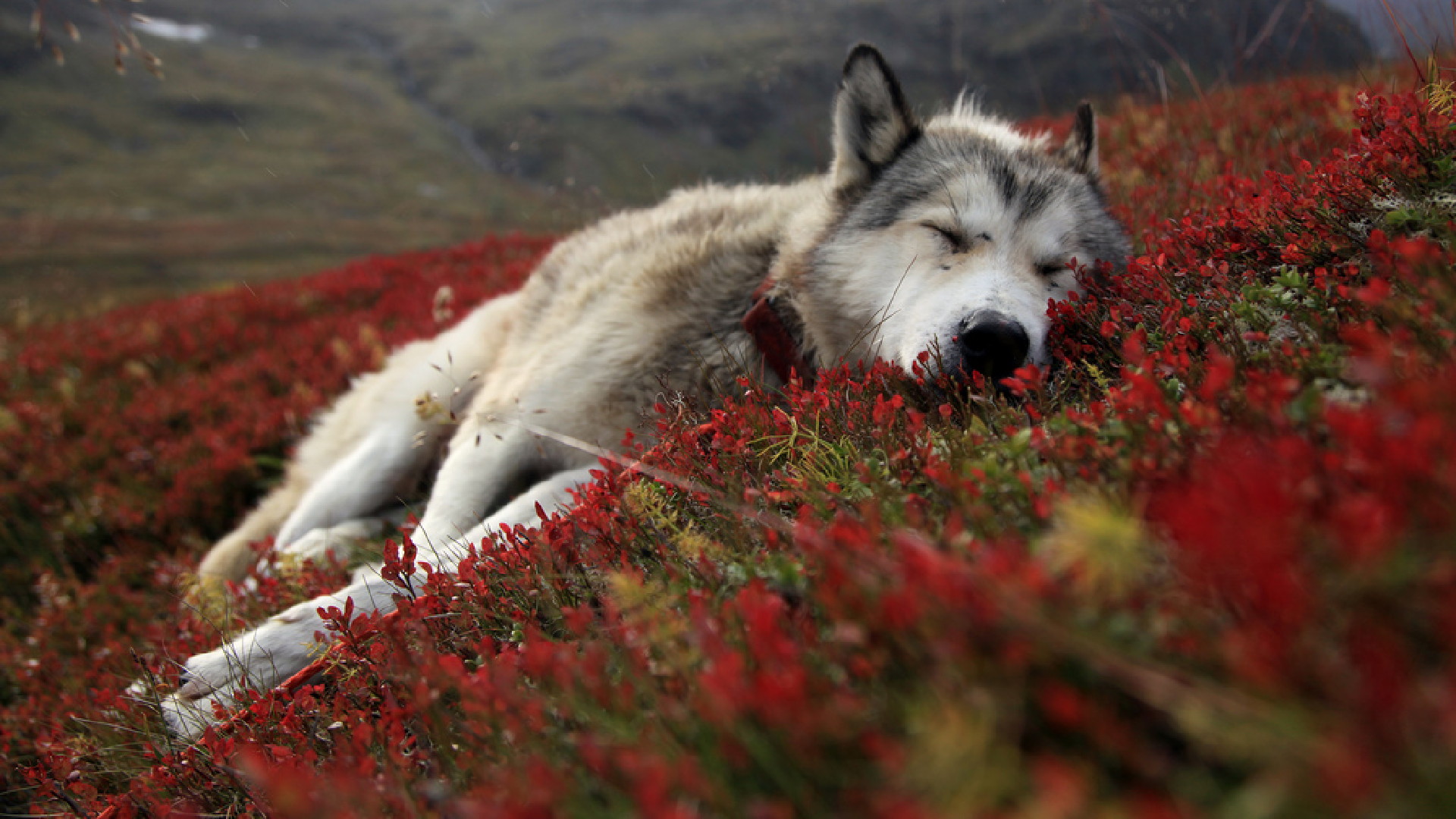 Wolf Wallpaper Hd Wallpaper Of Animals Hdwallpaper2013 - HD Wallpaper 