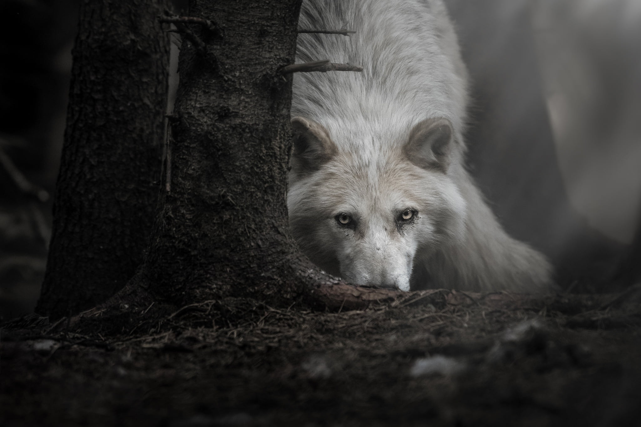 Dark Wolf - HD Wallpaper 