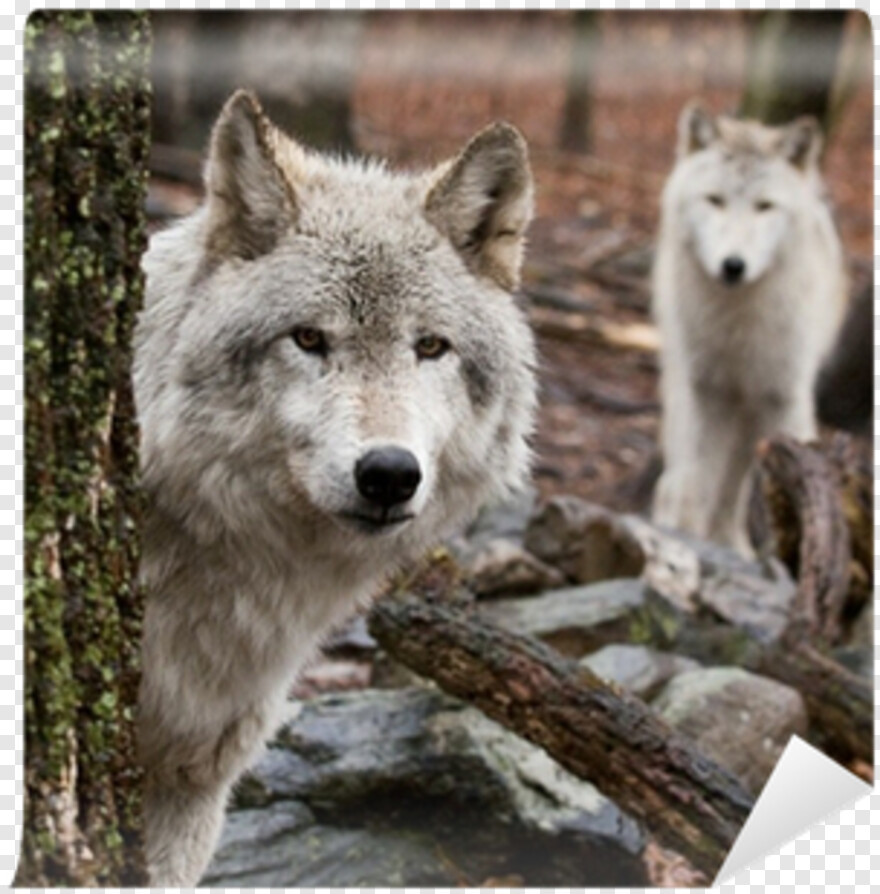 Iphone 7 Wolf Wallpaper Full Hd, Png Download - Wild Animals High Resolution - HD Wallpaper 