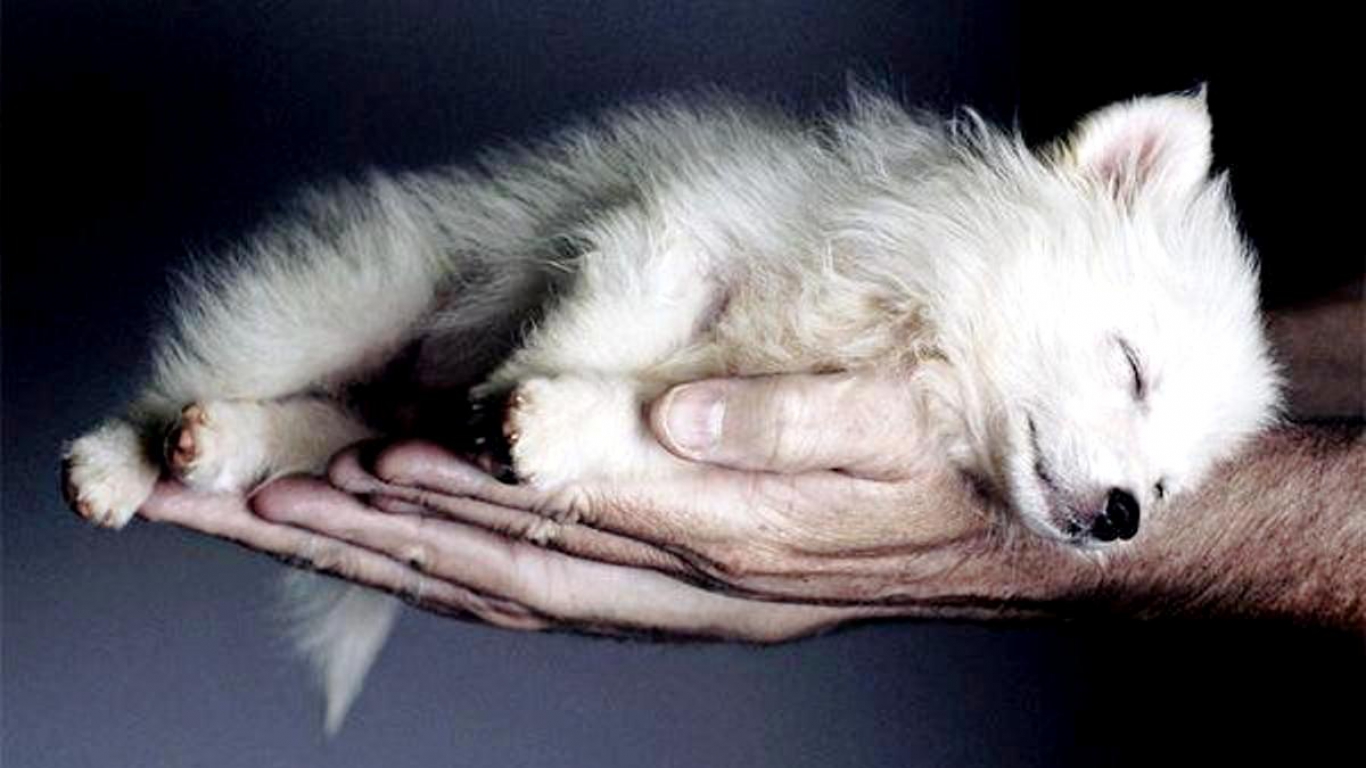 Awesome Baby Wolf Wallpapers - Sleepy Wolf Pup - HD Wallpaper 