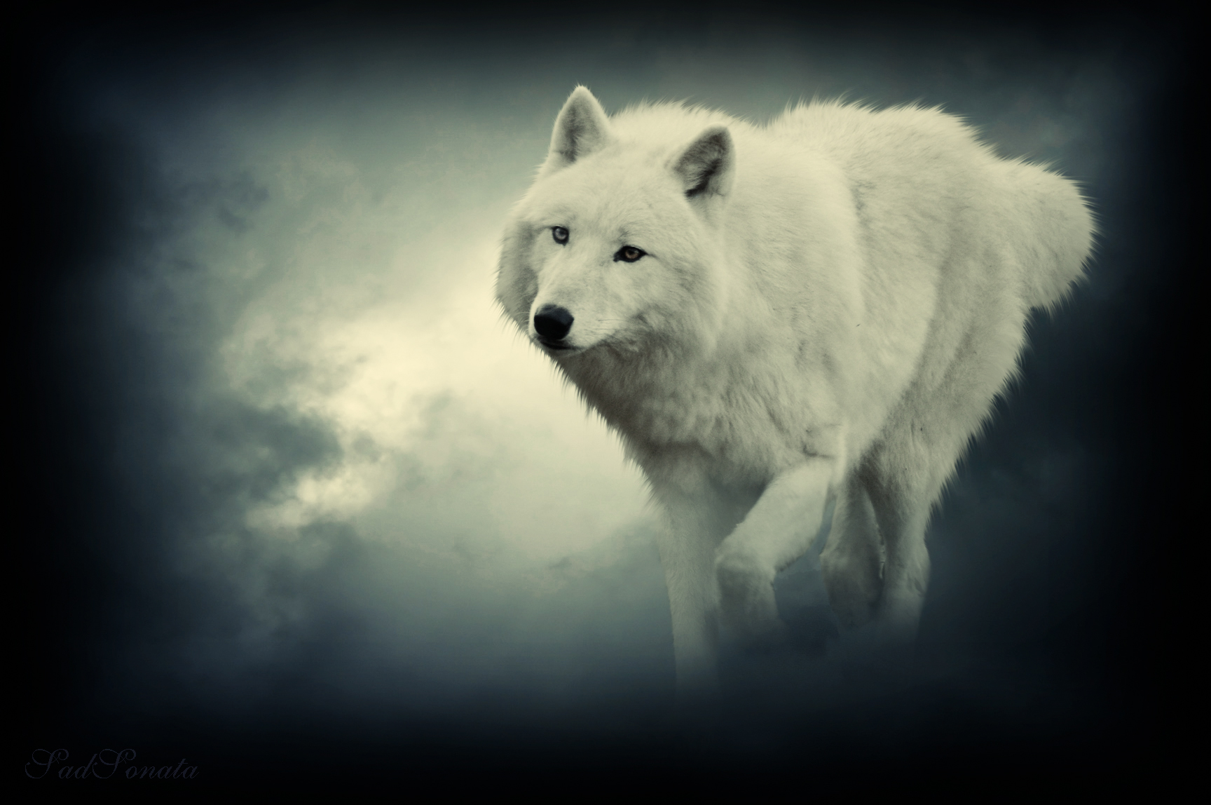 Fantasy Wolf Black Pack The Wolves Quotes Hd Wallpaper - Wolf - HD Wallpaper 