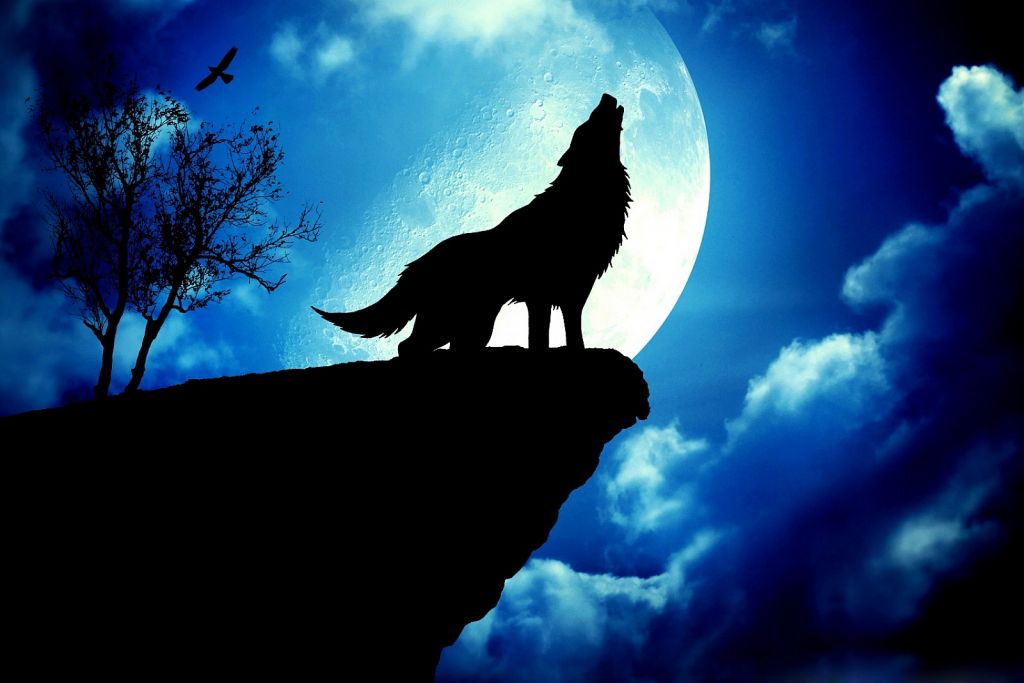 Wolf Wallpaper Moon - HD Wallpaper 