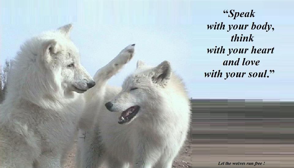 Wolf Love Quotes - HD Wallpaper 