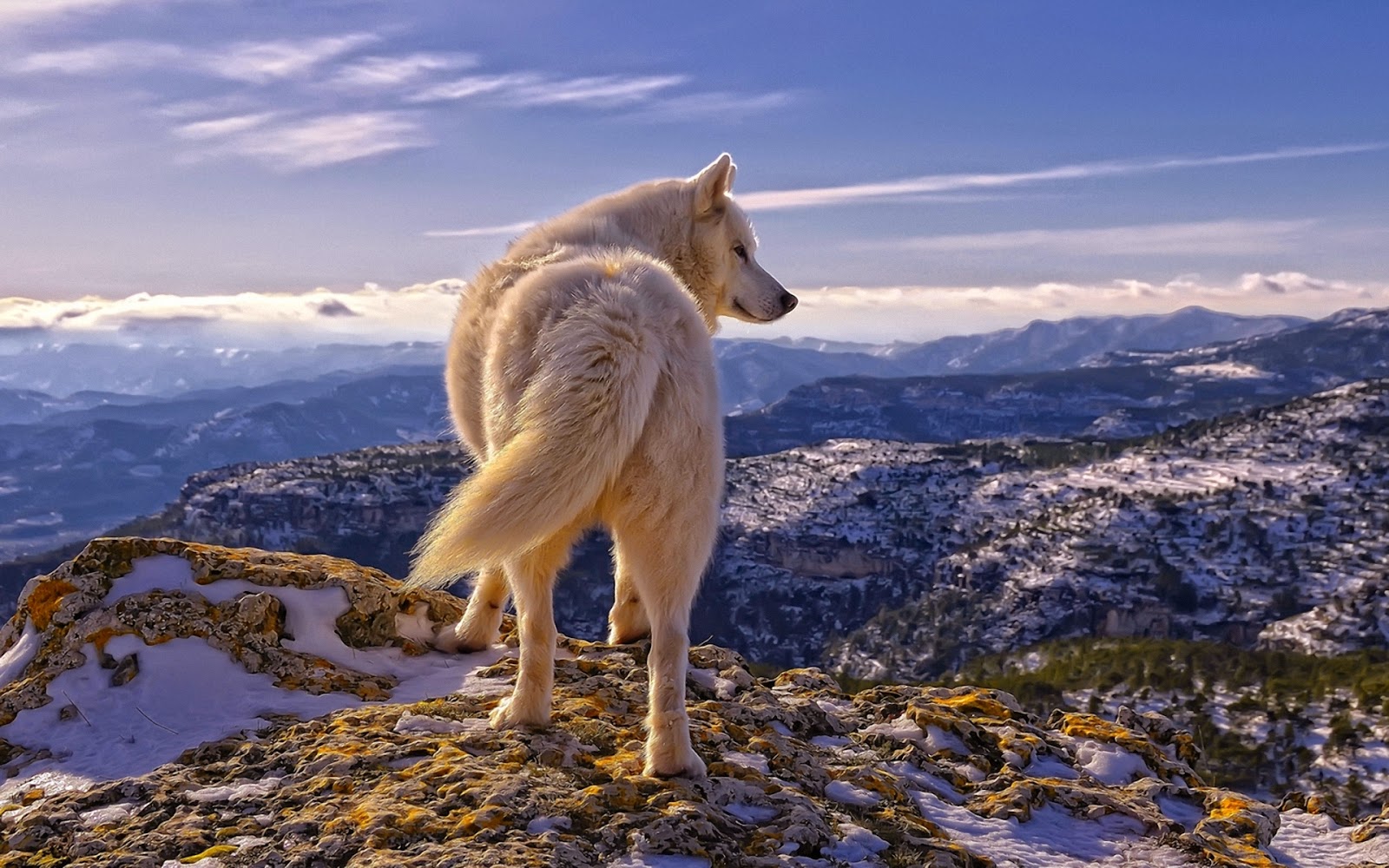 Free Wolf Wallpapers For Desktop - Wolf On Top Of Mountain - HD Wallpaper 