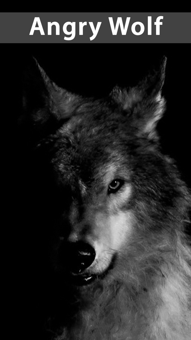 Amazing Wolf Wallpapers - Angry Wolf - HD Wallpaper 