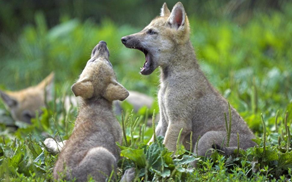 Cute Wolves Wallpaper,dogs Hd Wallpaper,baby Hd Wallpaper,nature - HD Wallpaper 