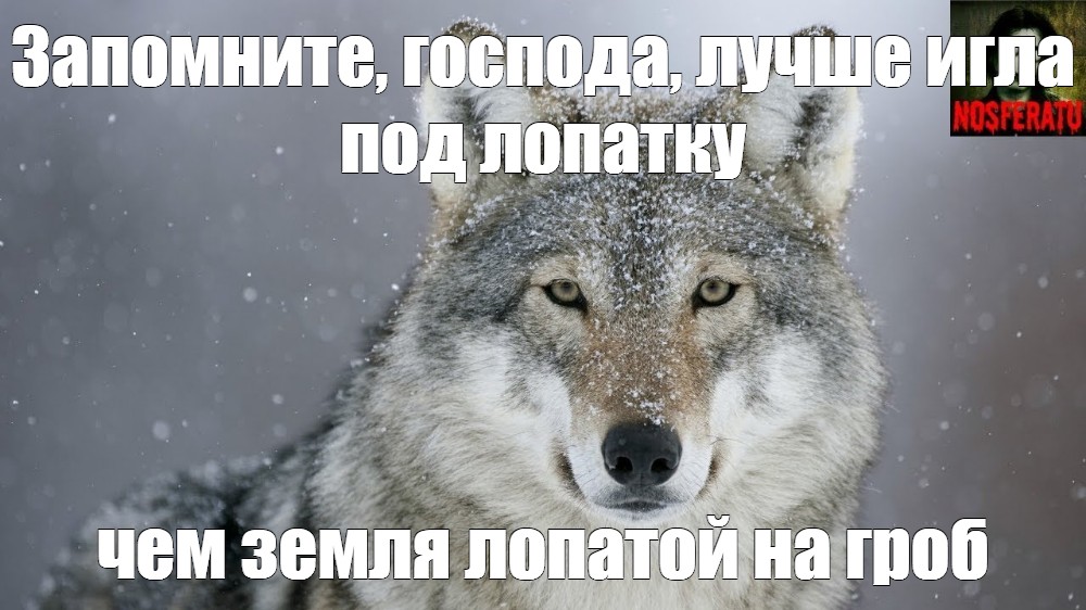 Wolf Snow Wallpaper Hd - HD Wallpaper 