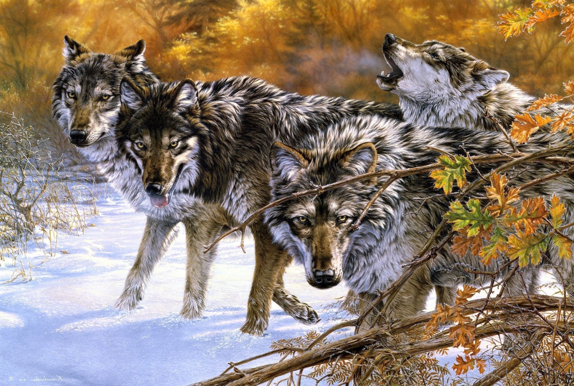 Animals Nature Mammal Wildlife Wood Animal Wild Outdoors - Wolf - HD Wallpaper 