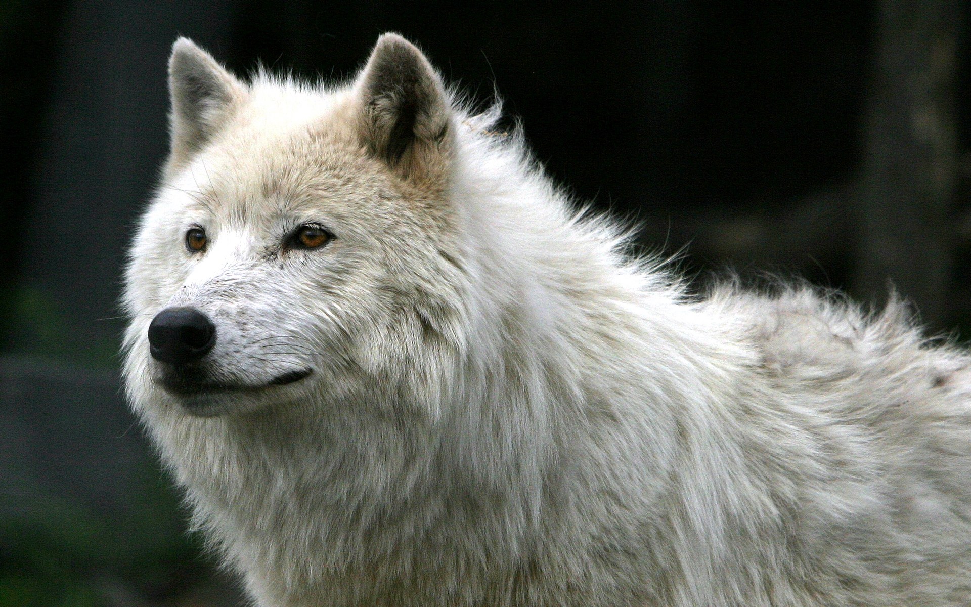 White Wolf Wallpaper - White Wolf Hd - HD Wallpaper 