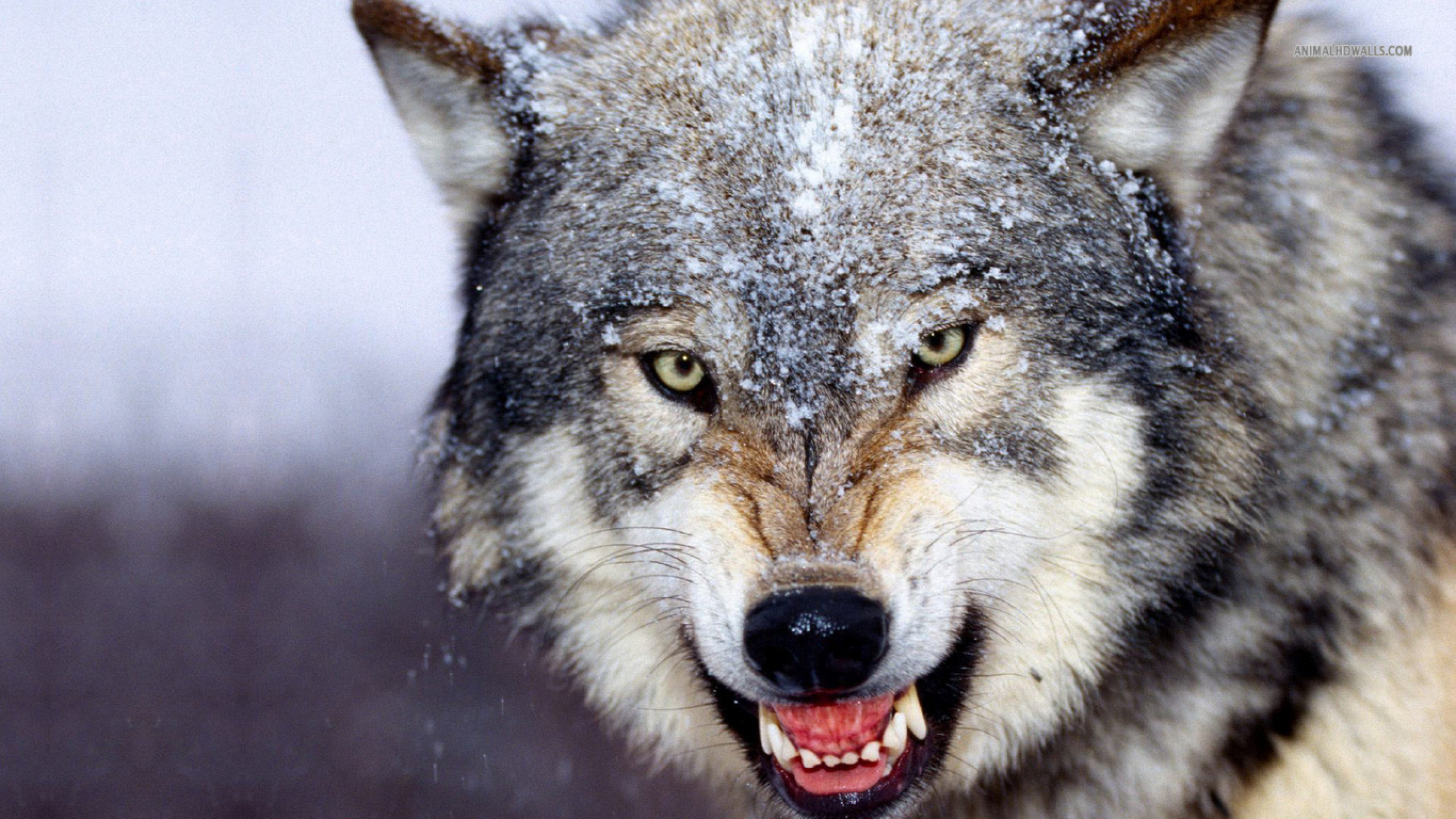 Wolf Hd - HD Wallpaper 