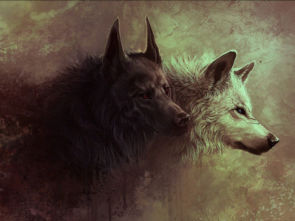 Gray Wolf Wallpaper Black And White - Wolf Background - HD Wallpaper 