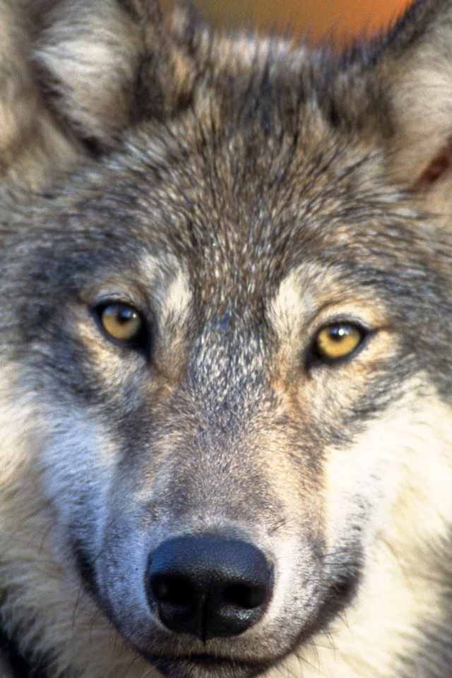Gray Wolf Small - HD Wallpaper 