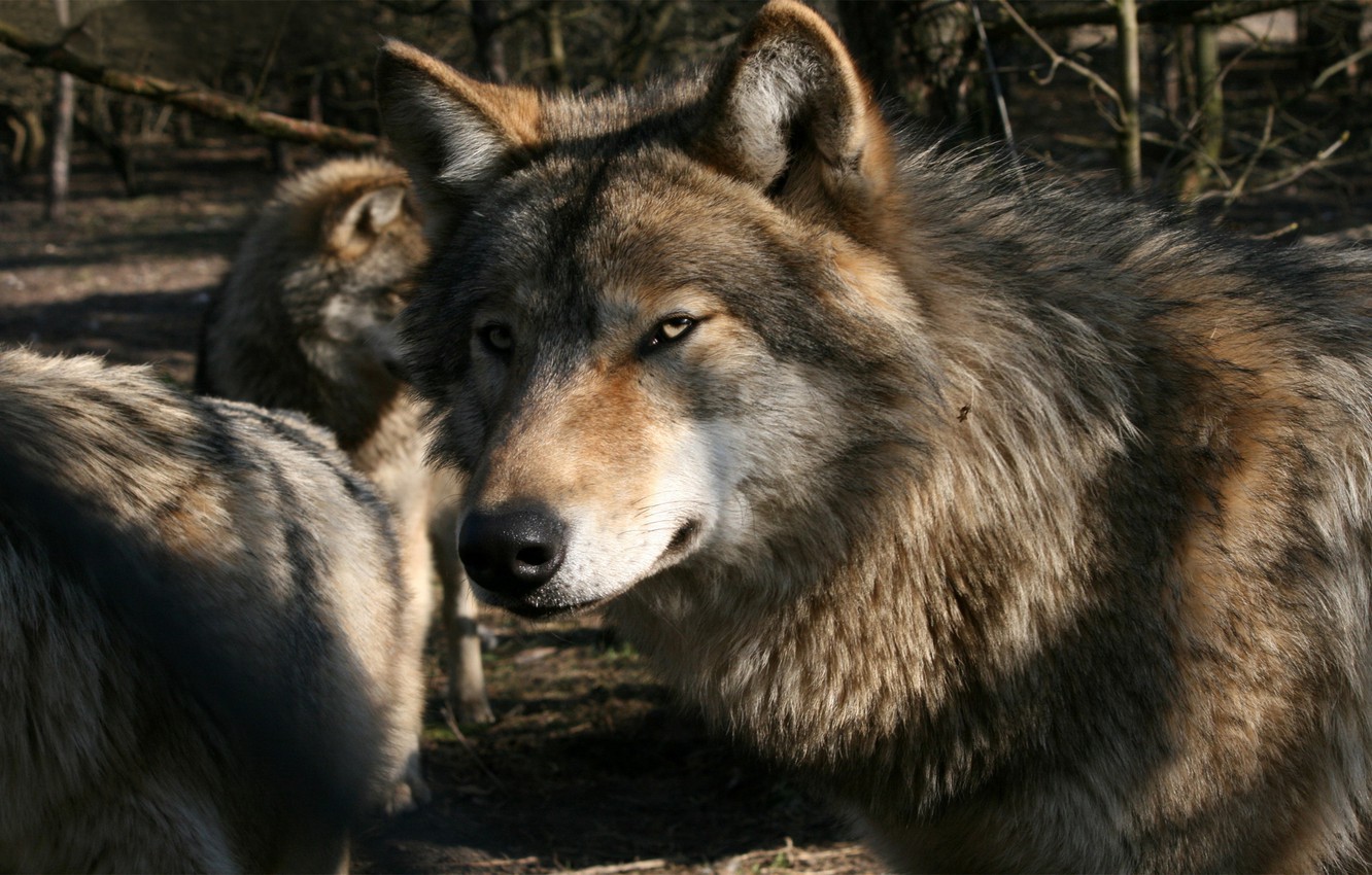 Photo Wallpaper Pack, Wolves, Gray Wolf - High Resolution Wolf Pack - HD Wallpaper 