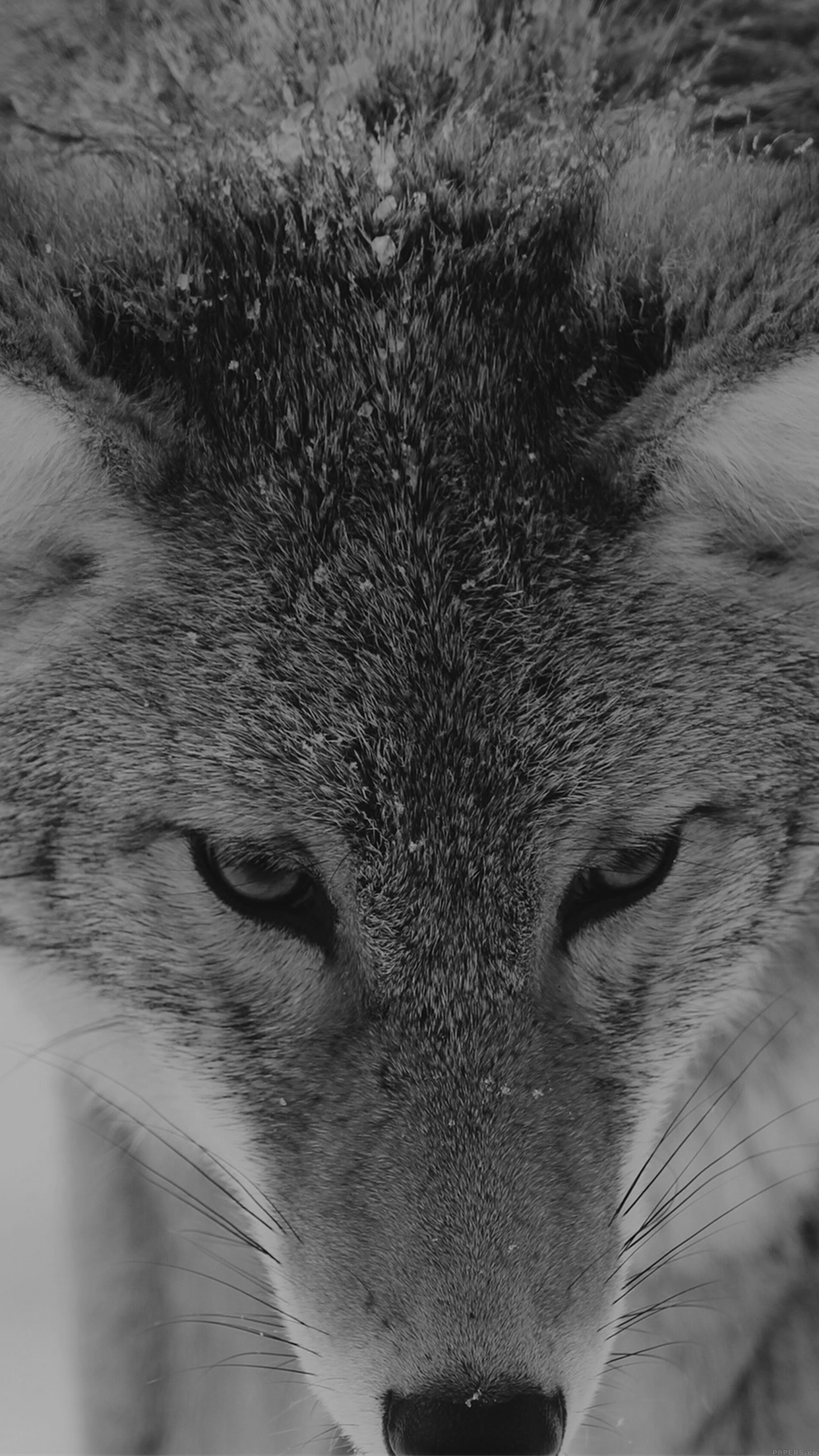 Snow Wolf Wallpaper - Iphone 6s Wallpaper Wolf - HD Wallpaper 