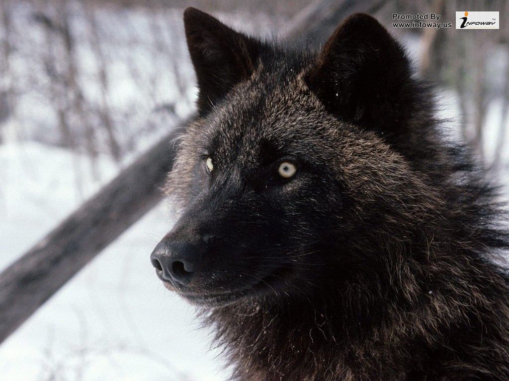 Got Shaggydog - HD Wallpaper 