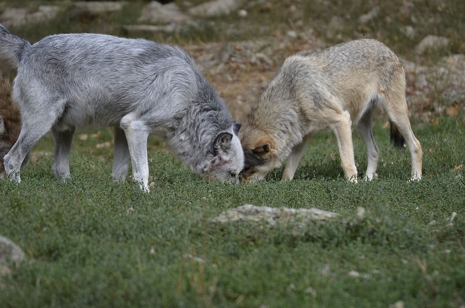 Wolf, Pack, Predator, Wolves, Nature, Wild Animal, - Wolfdog - HD Wallpaper 