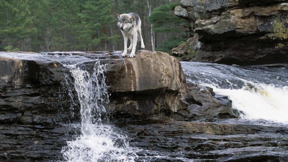 Wolf Wallpaper,spirit Hd Wallpaper,mythical Hd Wallpaper,black - Gray Wolf Wallpaper Hd - HD Wallpaper 