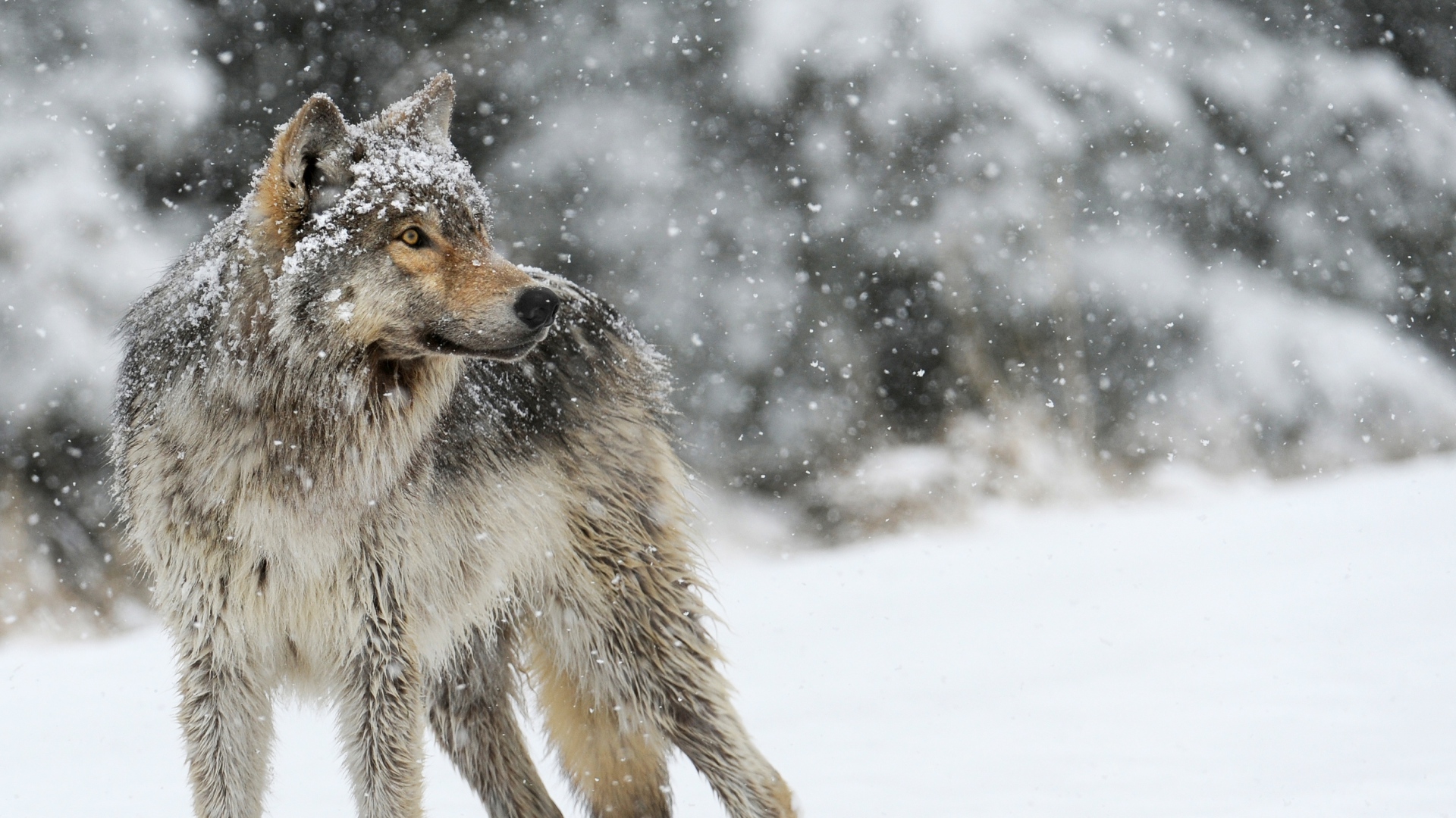 Wolf Wallpapers - Snow Wolf Wallpaper Hd - HD Wallpaper 
