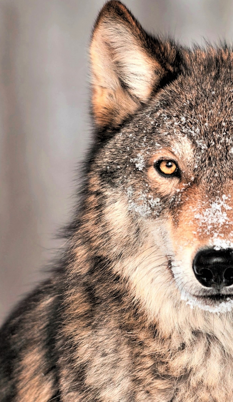 Wolf - HD Wallpaper 