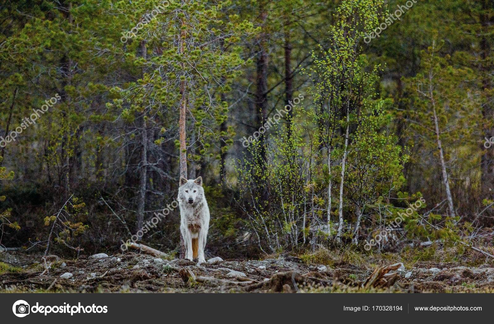 Old-growth Forest - HD Wallpaper 