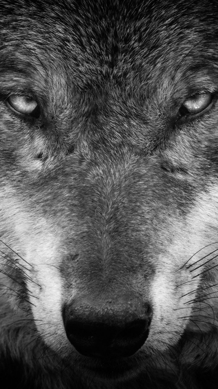 Android Wolf Wallpaper Hd - HD Wallpaper 