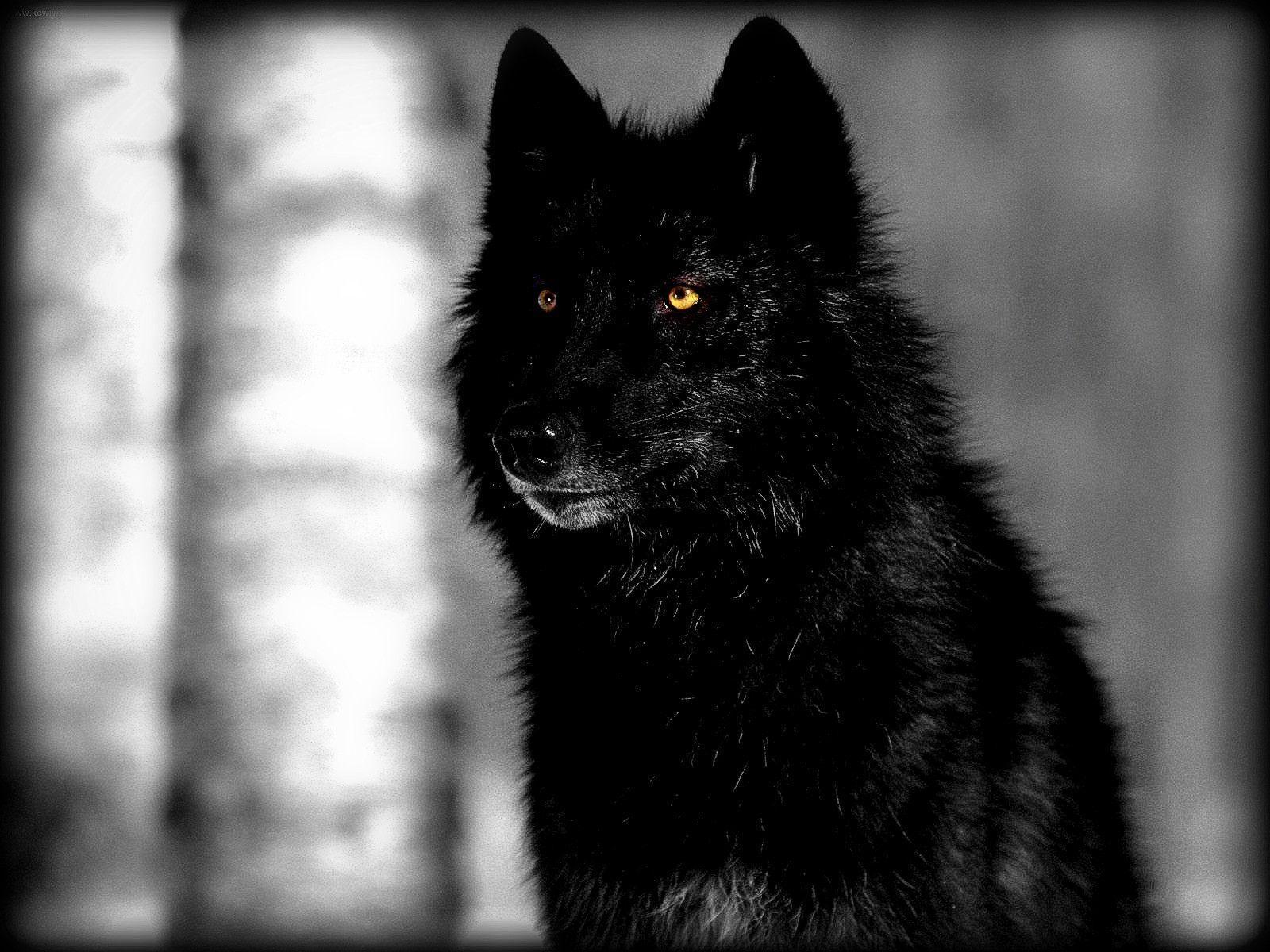 Black Wolf Wallpapers Pc - HD Wallpaper 