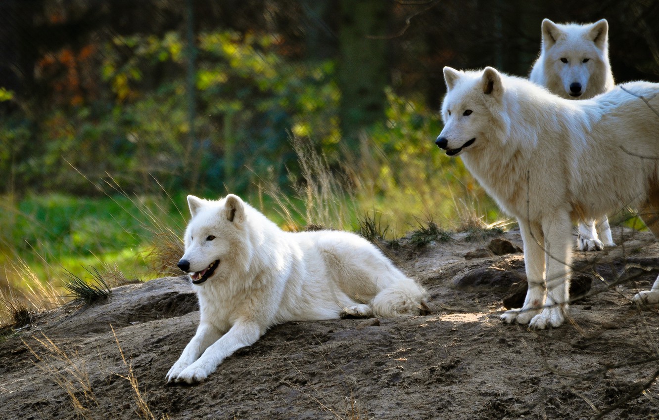 Photo Wallpaper White, Summer, Nature, Background, - Wolf Pack In Summer - HD Wallpaper 