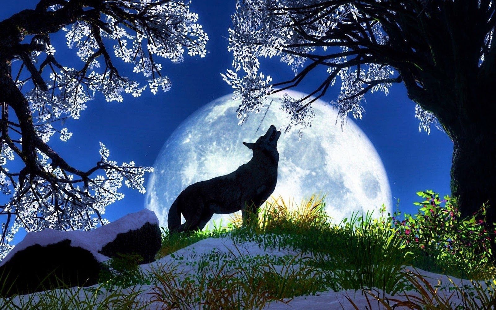 Beautiful Wolf Wallpaper - Beautiful Wolf Background - HD Wallpaper 