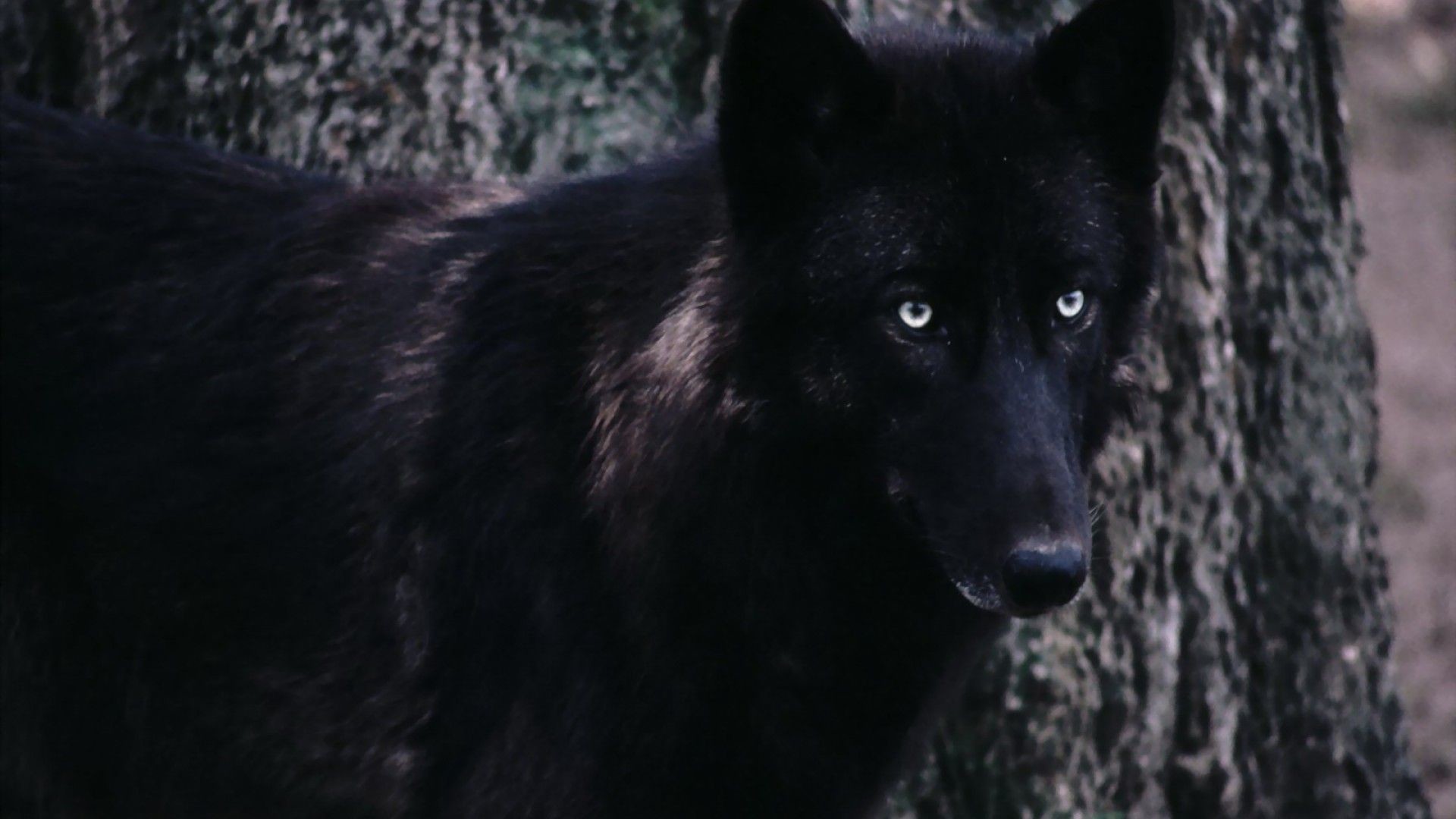 Scary Wolf Wallpaper - Black Wolf With White Eyes - HD Wallpaper 