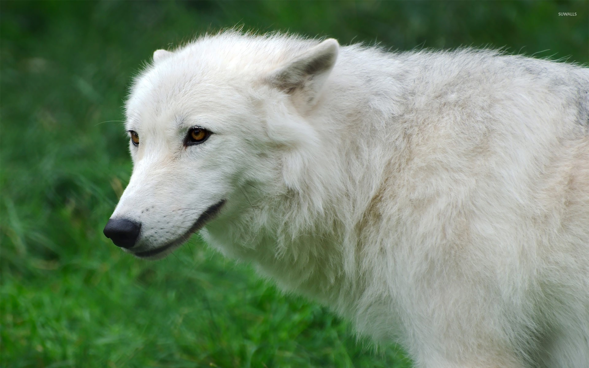 Canis Lupus Tundrarum - HD Wallpaper 