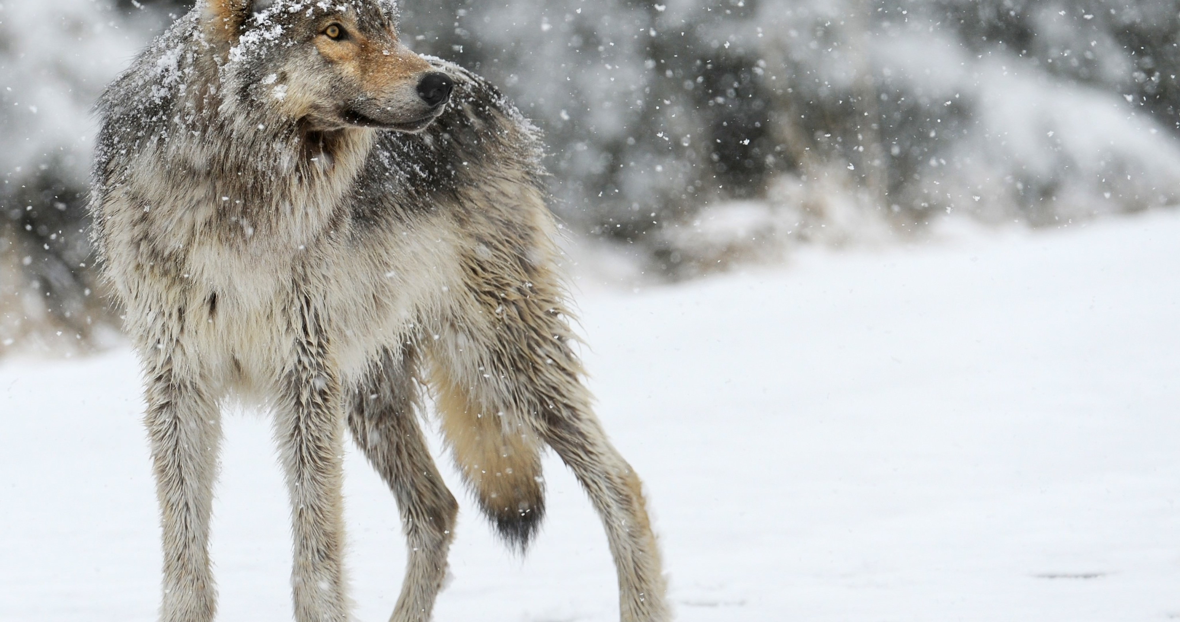 Wolf In Snow Background - HD Wallpaper 